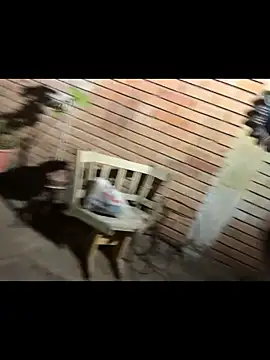 paullliliu online show from June 11, 2026, 7:38 am