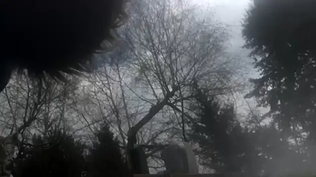 dongoralesko77 online show from April 11, 2026, 10:19 am