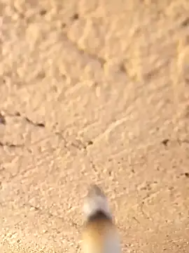 Alwinafox online show from January 12, 2025, 9:40 am