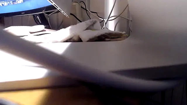 Snapshot of Tommitoo chatting on February 22, 2026, 5:54 am Tommitoo online show from February 22, 2026, 5:54 am