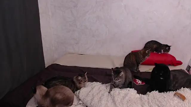 Snapshot of Olivia_Winston chatting on February 9, 2026, 3:48 am Olivia Winston online show from February 9, 2026, 3:48 am