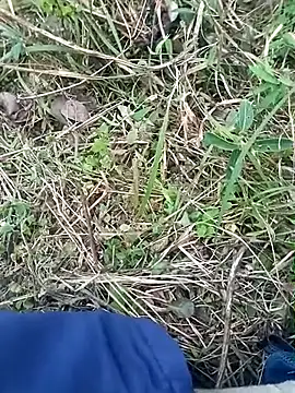 Snapshot of Nkumar173 chatting on November 8, 2025, 11:58 am Nkumar173 online show from November 8, 2025, 11:58 am