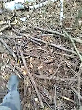 prcalek19 online show from October 14, 2025, 9:10 am