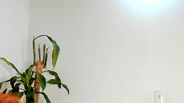 Snapshot of Bellacrox chatting on March 17, 2026, 12:02 am Bellacrox online show from March 17, 2026, 12:02 am