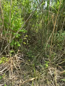 thomas and brush online show from February 6, 2026, 6:37 pm