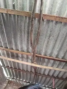 Snapshot of HotSexyBoudi chatting on October 15, 2025, 9:06 am HotSexyBoudi online show from October 15, 2025, 9:06 am