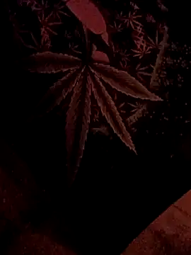 ySqmbVanbe online show from February 5, 2026, 7:04 am