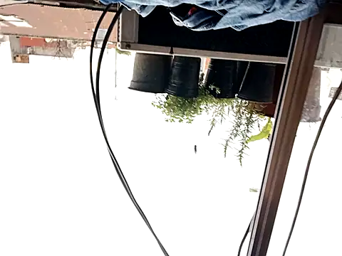 puak6666 online show from September 29, 2025, 8:03 pm