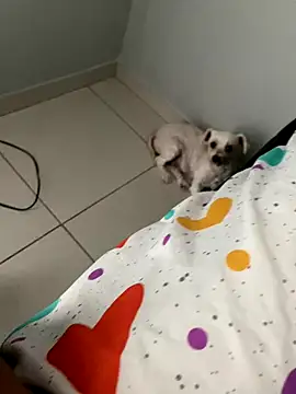 Snapshot of casalhot69 chatting on October 27, 2025, 5:25 pm casalhot69 online show from October 27, 2025, 5:25 pm