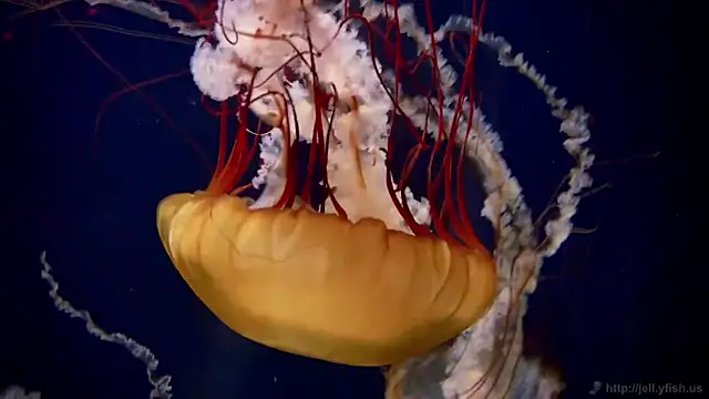 Snapshot of streamy_test11 chatting on October 20, 2025, 11:00 am streamy test11 online show from October 20, 2025, 11:00 am