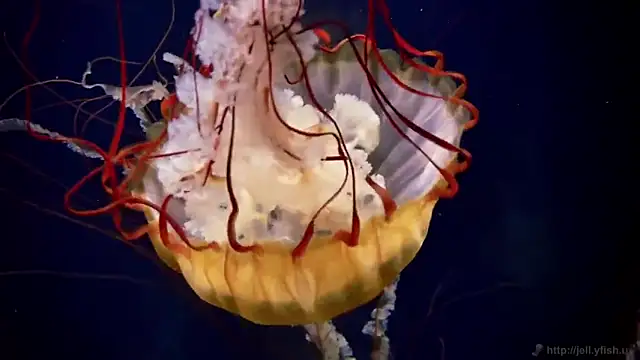 Snapshot of streamy_test11 chatting on November 13, 2025, 11:47 am streamy test11 online show from November 13, 2025, 11:47 am