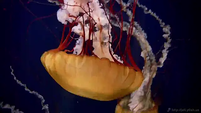 Snapshot of streamy_test11 chatting on November 20, 2025, 3:45 pm streamy test11 online show from November 20, 2025, 3:45 pm