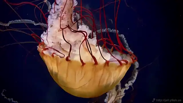 Snapshot of streamy_test11 chatting on November 7, 2025, 12:21 pm streamy test11 online show from November 7, 2025, 12:21 pm