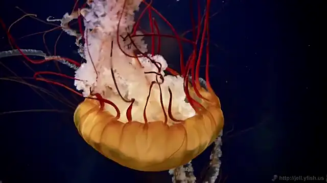 Snapshot of streamy_test11 chatting on December 14, 2025, 10:54 am streamy test11 online show from December 14, 2025, 10:54 am