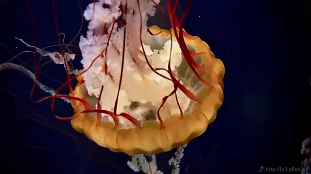 Snapshot of streamy_test11 chatting on October 30, 2025, 3:53 pm streamy test11 online show from October 30, 2025, 3:53 pm