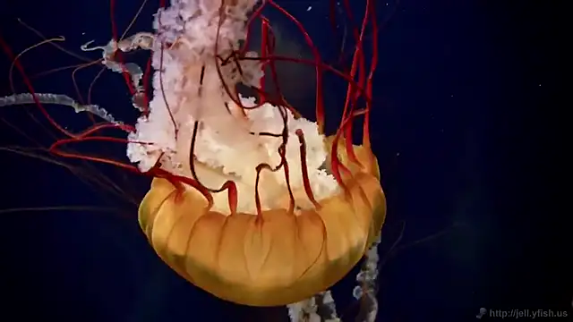 streamy test11 online show from February 24, 2026, 1:23 pm