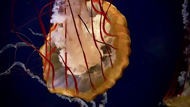 Snapshot of streamy_test11 chatting on December 4, 2025, 1:43 pm streamy test11 online show from December 4, 2025, 1:43 pm