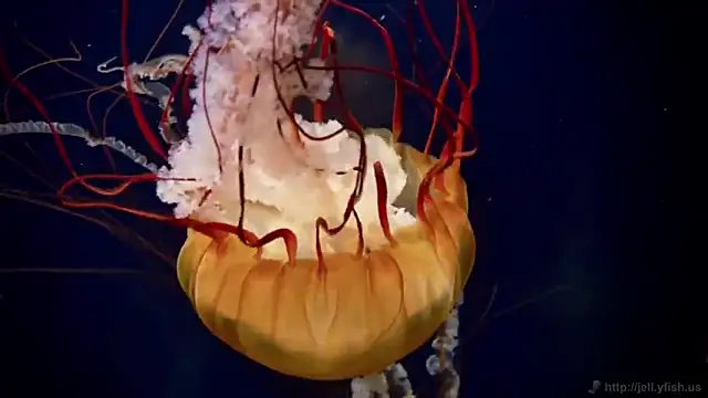 Snapshot of streamy_test11 chatting on October 16, 2025, 2:14 pm streamy test11 online show from October 16, 2025, 2:14 pm