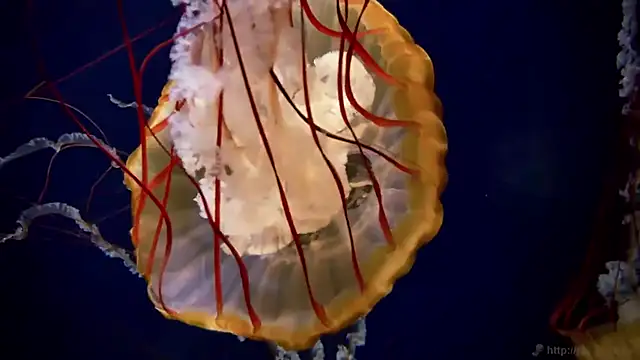 streamy test11 online show from March 16, 2026, 3:37 pm