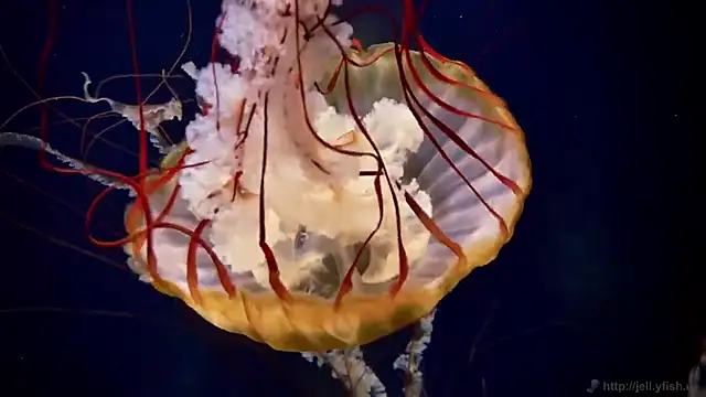 Snapshot of streamy_test11 chatting on November 11, 2025, 4:35 pm streamy test11 online show from November 11, 2025, 4:35 pm