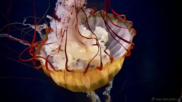 Snapshot of streamy_test11 chatting on December 2, 2025, 12:51 pm streamy test11 online show from December 2, 2025, 12:51 pm