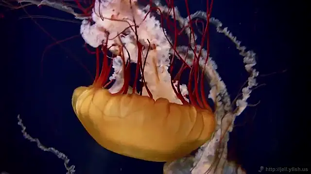 Snapshot of streamy_test11 chatting on November 27, 2025, 3:01 pm streamy test11 online show from November 27, 2025, 3:01 pm