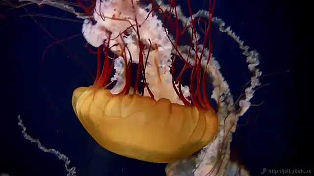 streamy test11 online show from February 5, 2026, 10:22 am