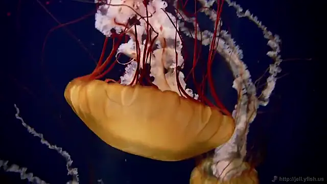 Snapshot of streamy_test11 chatting on November 10, 2025, 5:29 pm streamy test11 online show from November 10, 2025, 5:29 pm