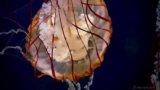 Snapshot of streamy_test11 chatting on October 21, 2025, 9:09 am streamy test11 online show from October 21, 2025, 9:09 am