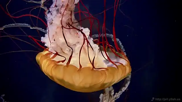 Snapshot of streamy_test11 chatting on November 28, 2025, 8:36 am streamy test11 online show from November 28, 2025, 8:36 am