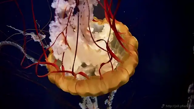 Snapshot of streamy_test11 chatting on October 22, 2025, 8:25 am streamy test11 online show from October 22, 2025, 8:25 am