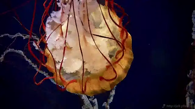 Snapshot of streamy_test12 chatting on December 11, 2024, 8:15 am streamy test12 online show from December 11, 2024, 8:15 am