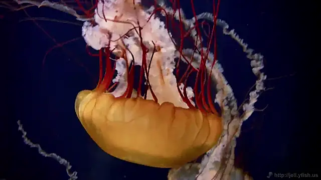 Snapshot of streamy_test12 chatting on October 2, 2025, 9:56 am streamy test12 online show from October 2, 2025, 9:56 am