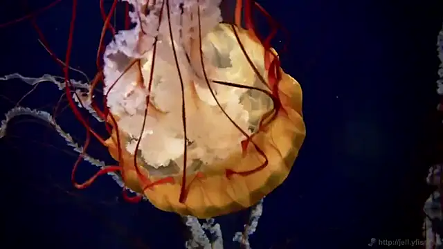 Snapshot of streamy_test12 chatting on September 16, 2025, 4:30 pm streamy test12 online show from September 16, 2025, 4:30 pm