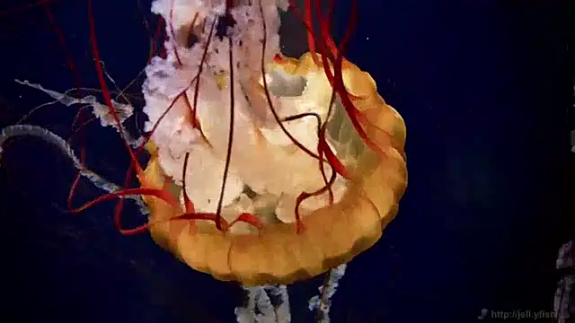 Snapshot of streamy_test12 chatting on December 24, 2024, 3:58 pm streamy test12 online show from December 24, 2024, 3:58 pm