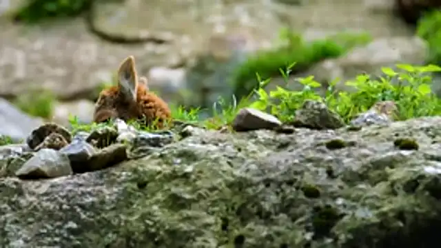 streamy test13 online show from February 10, 2026, 8:46 am