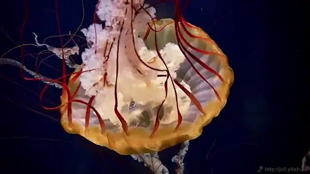 Snapshot of streamy_test13 chatting on October 15, 2025, 3:20 pm streamy test13 online show from October 15, 2025, 3:20 pm