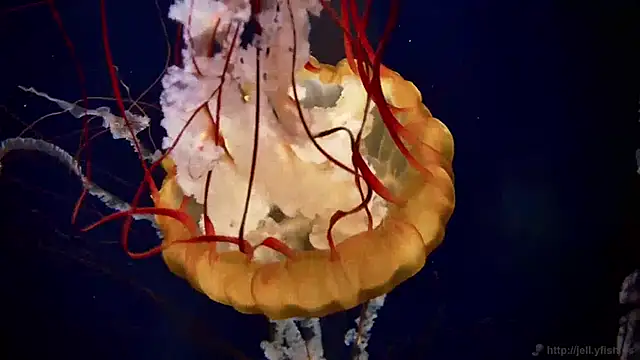 Snapshot of streamy_test13 chatting on December 31, 2024, 8:15 am streamy test13 online show from December 31, 2024, 8:15 am