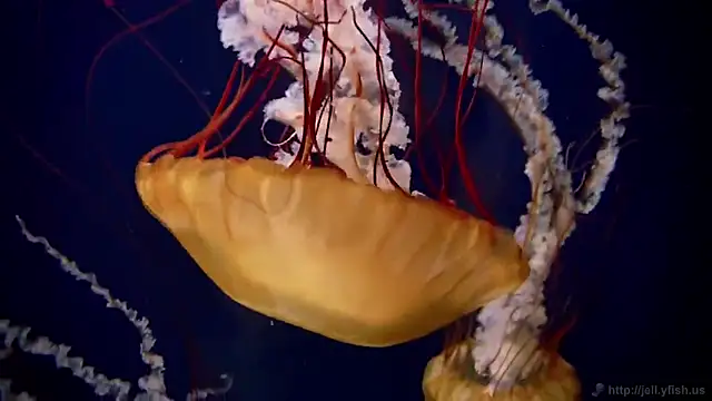 Snapshot of streamy_test13 chatting on February 3, 2025, 8:13 am streamy test13 online show from February 3, 2025, 8:13 am