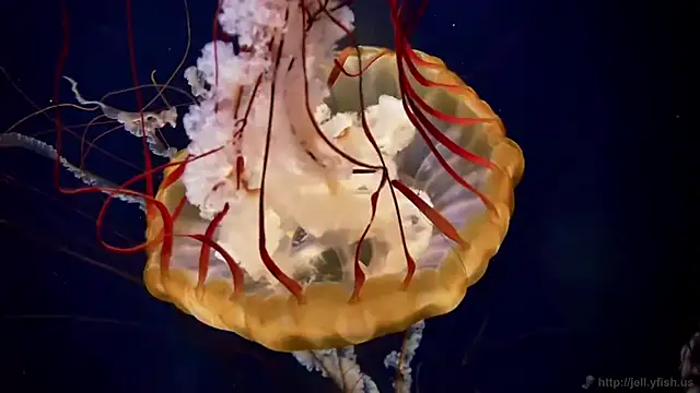 Snapshot of streamy_test13 chatting on September 23, 2025, 9:05 am streamy test13 online show from September 23, 2025, 9:05 am