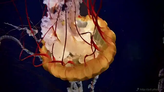 Snapshot of streamy_test13 chatting on December 10, 2024, 8:19 am streamy test13 online show from December 10, 2024, 8:19 am