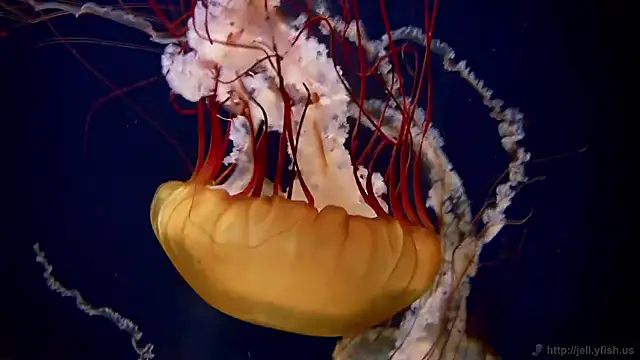 streamy test15 online show from March 2, 2026, 7:48 am