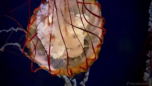 Snapshot of streamy_test15 chatting on December 16, 2025, 10:19 am streamy test15 online show from December 16, 2025, 10:19 am