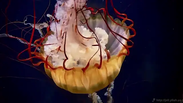 streamy test15 online show from March 23, 2026, 10:15 am