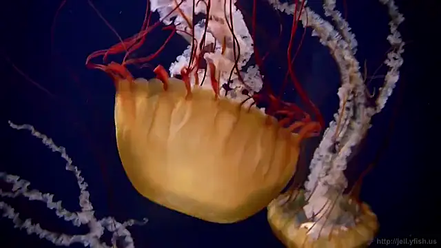 streamy test15 online show from March 24, 2026, 11:10 am