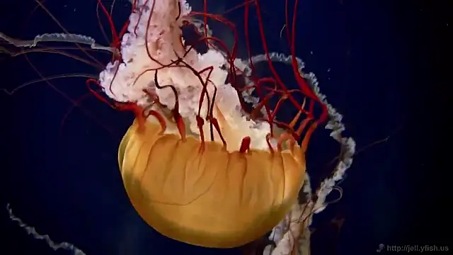 streamy test15 online show from February 16, 2026, 4:38 pm