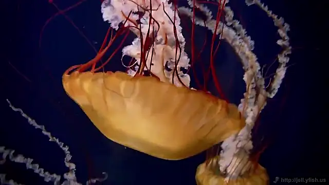 streamy test15 online show from March 18, 2026, 1:13 pm