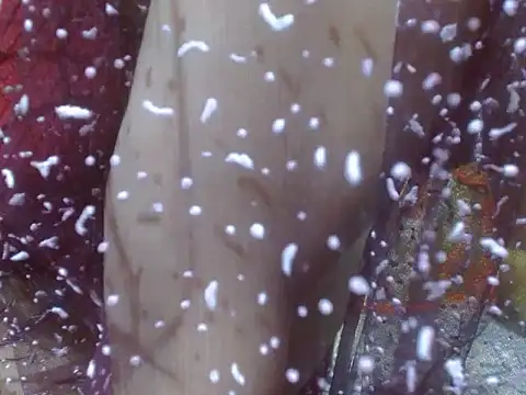 Snapshot of LOVERIAKOL chatting on February 15, 2025, 8:12 pm LOVERIAKOL online show from February 15, 2025, 8:12 pm