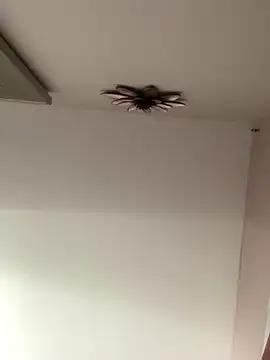 Snapshot of Larabrooks chatting on October 9, 2025, 7:03 pm Larabrooks online show from October 9, 2025, 7:03 pm