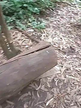 Snapshot of mis312 chatting on November 27, 2025, 4:29 pm mis312 online show from November 27, 2025, 4:29 pm